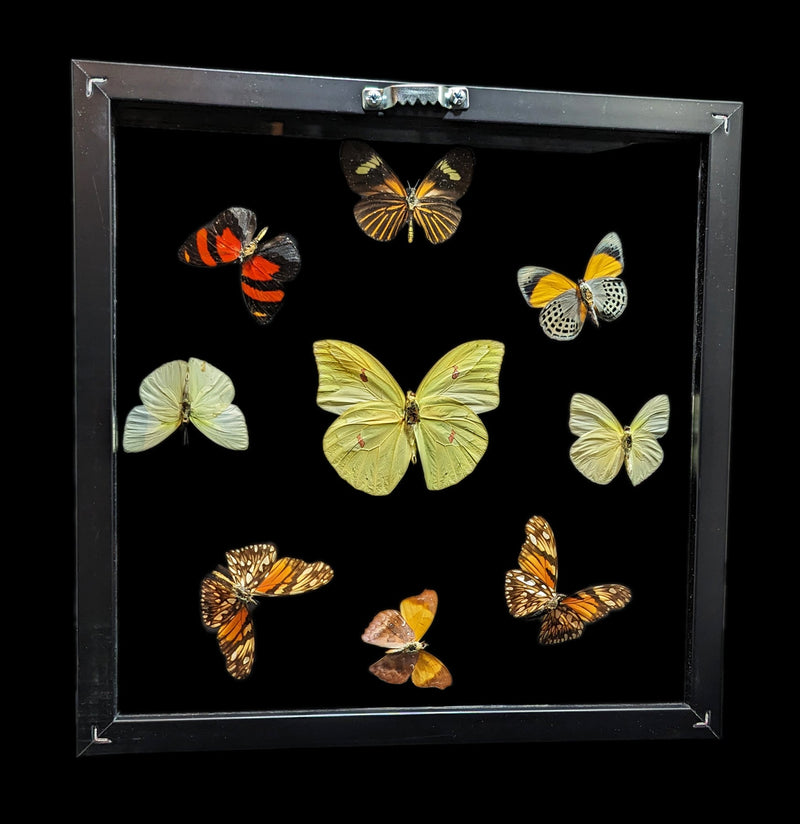 Nine Double Glass Square Framed Butterflies-Insects-Peru Butterflies-PaxtonGate