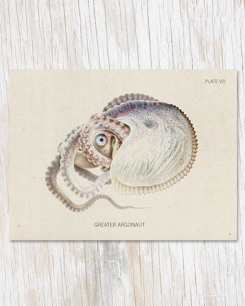 Octopus Argonaut Specimen Card - Paxton Gate