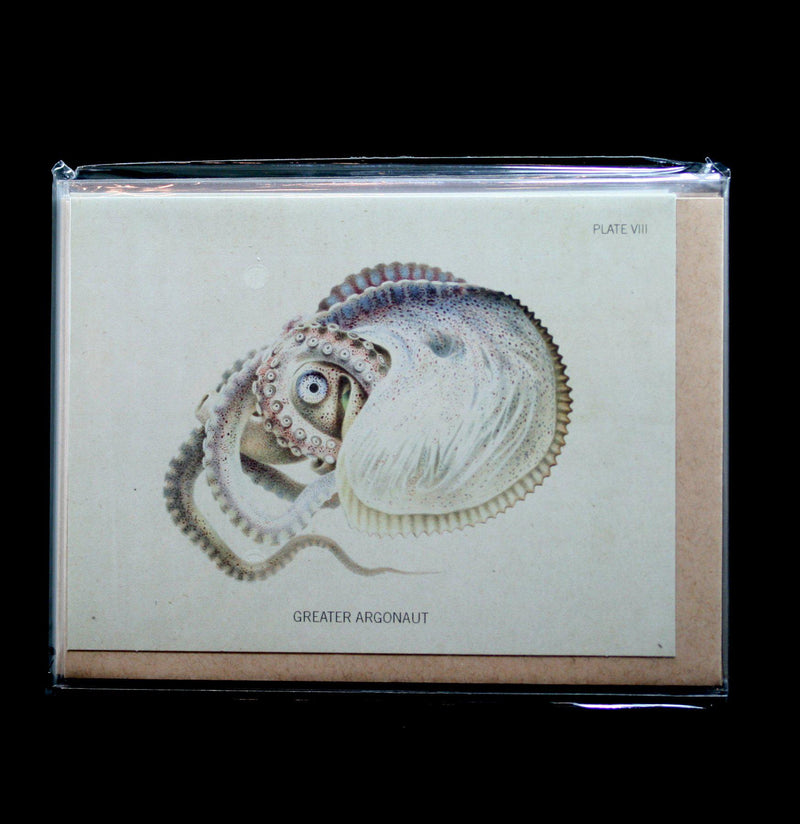 Octopus Argonaut Specimen Card - Paxton Gate