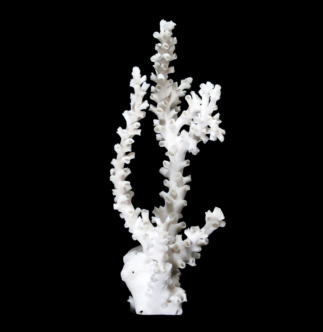 Octopus-Coral-3_1080x.jpg?v=