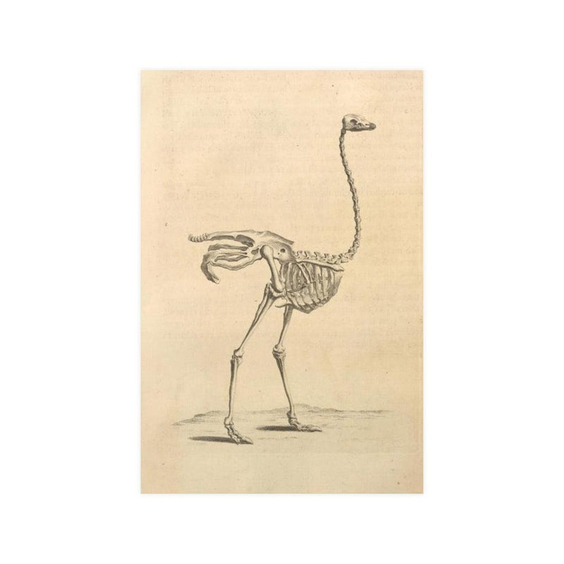 Ostrich Skeleton Matte Poster - Paxton Gate