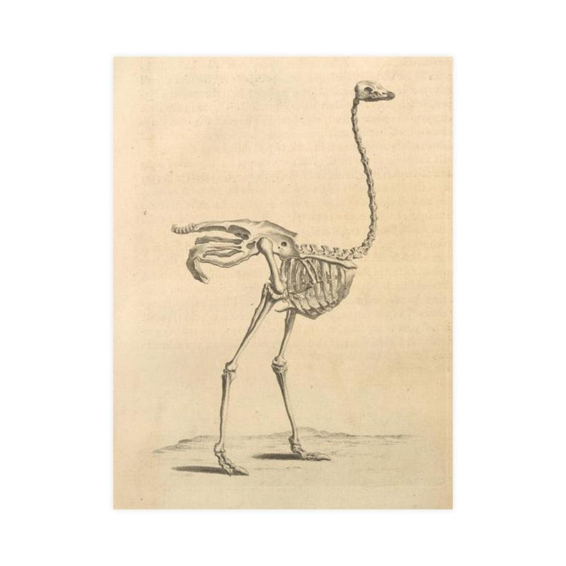 Ostrich Skeleton Matte Poster - Paxton Gate