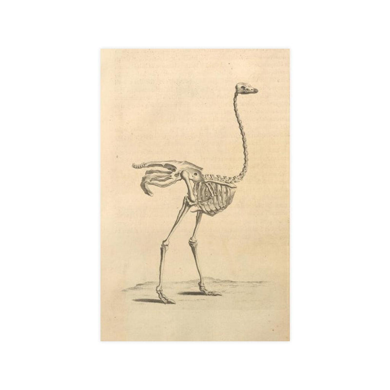 Ostrich Skeleton Matte Poster - Paxton Gate