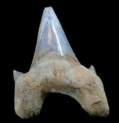 Otodus Obliquus Fossil Shark Tooth - Paxton Gate