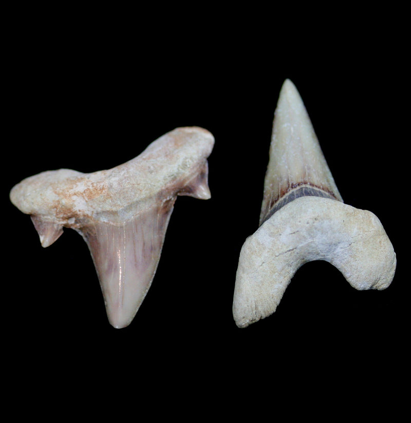 Otodus Obliquus Fossil Shark Tooth - Paxton Gate