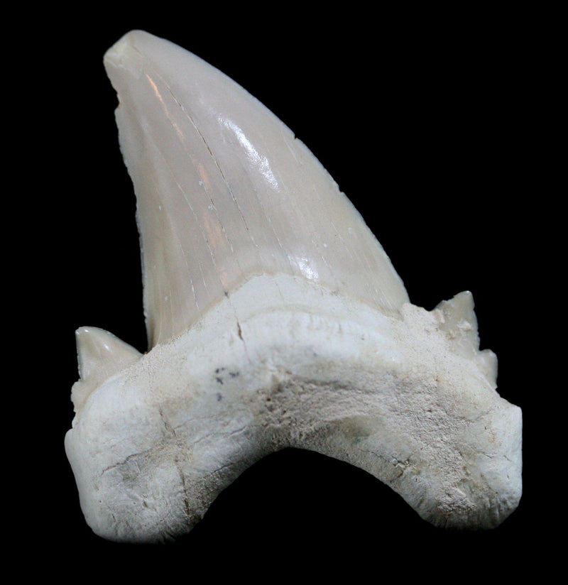 Otodus Obliquus Fossil Shark Tooth - Paxton Gate