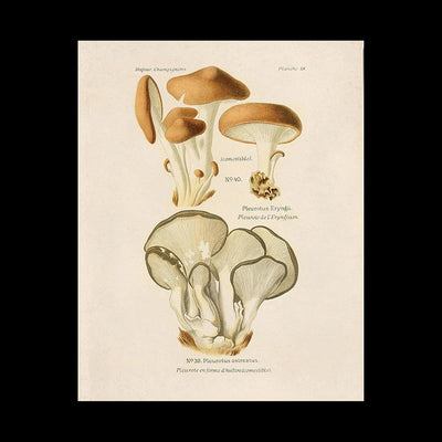 Oyster Mushroom 8" x 10" Print - Paxton Gate