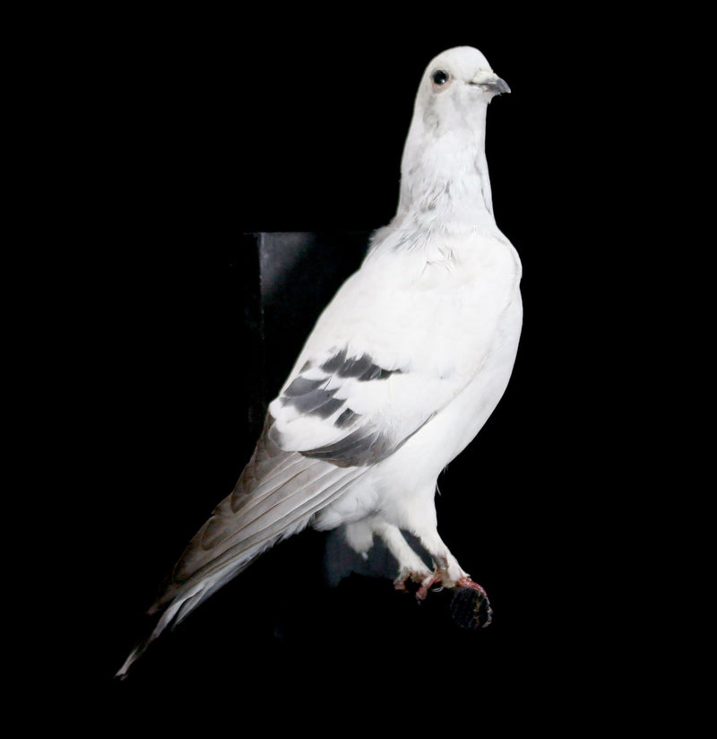 Pakistani High Flyer Taxidermy Pigeon - Paxton Gate