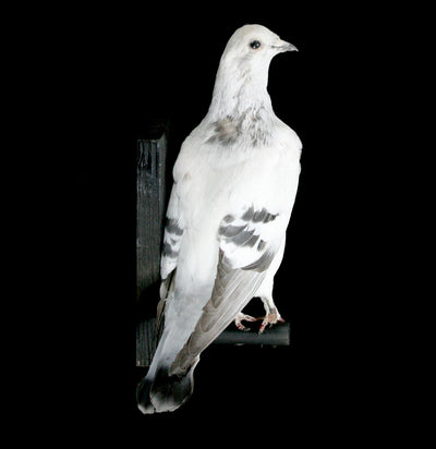 Pakistani High Flyer Taxidermy Pigeon - Paxton Gate