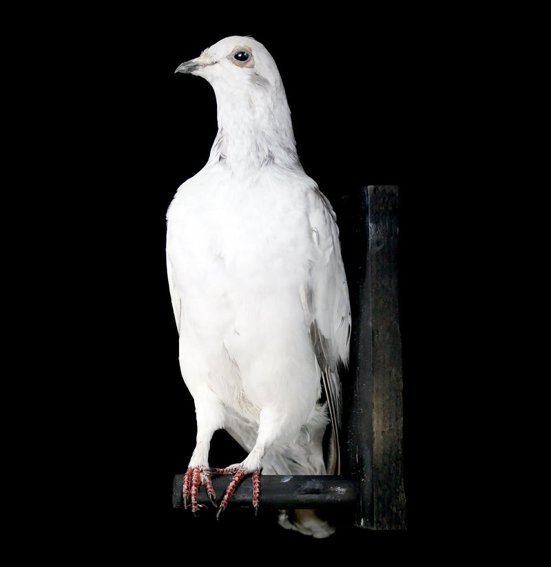 Pakistani High Flyer Taxidermy Pigeon - Paxton Gate