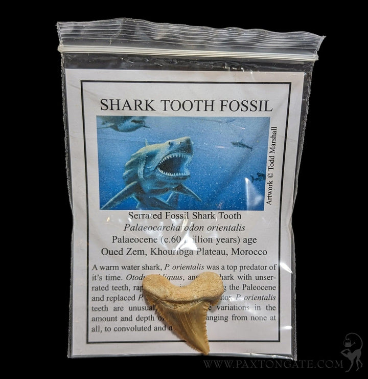 Palaeocarcharodon-Tooth-With-