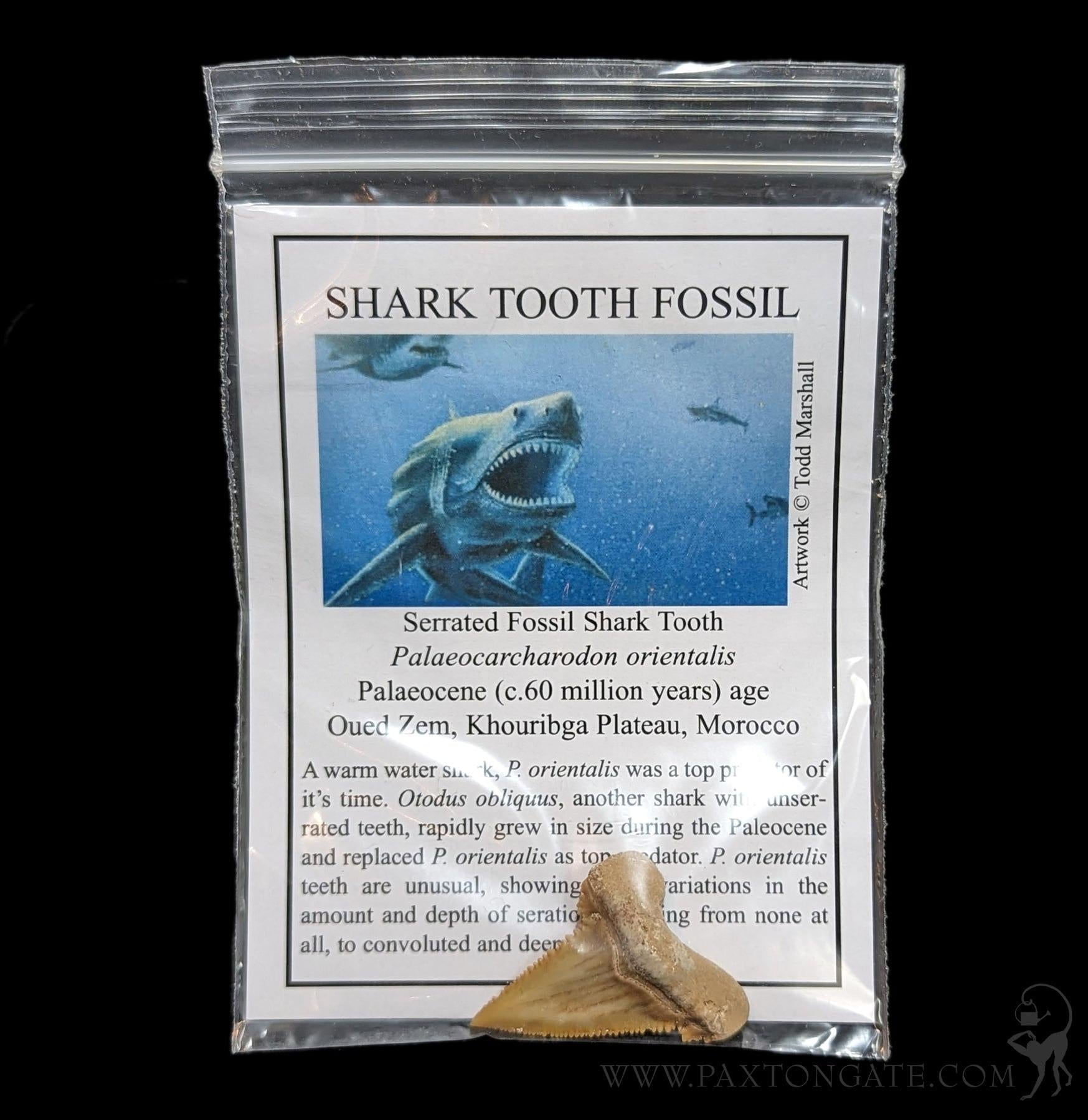 Palaeocarcharodon Tooth With Info Card For Sale | Paxton Gate
