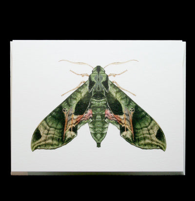 Pandora Sphinx Moth Greeting Card - Paxton Gate