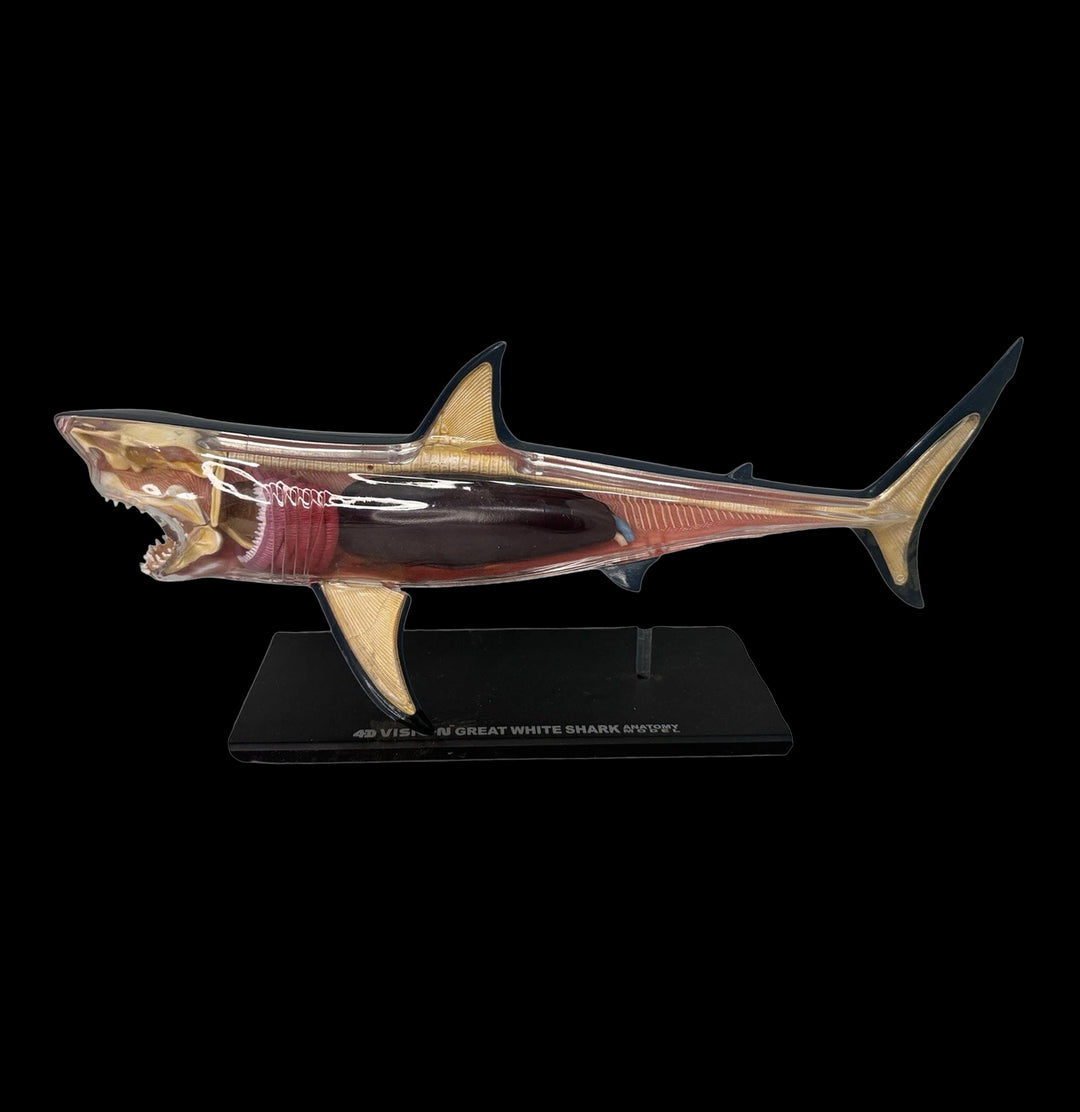 4D Vision Great White Shark Model For Sale | Paxton Gate
