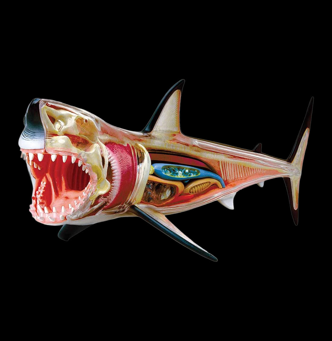 4D Vision Great White Shark Model For Sale | Paxton Gate