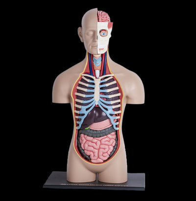 4D Human Anatomy Deluxe Torso-Kids-Tedco-PaxtonGate