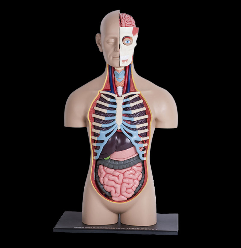 4D Human Anatomy Deluxe Torso-Kids-Tedco-PaxtonGate