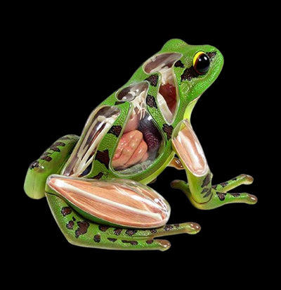 4D Vision Frog Model-Kids-Tedco-PaxtonGate