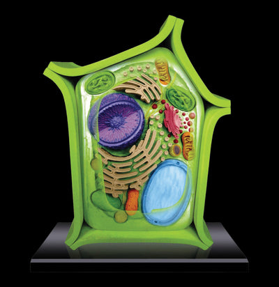 4D Vision Plant Cell-Kids-Tedco-PaxtonGate