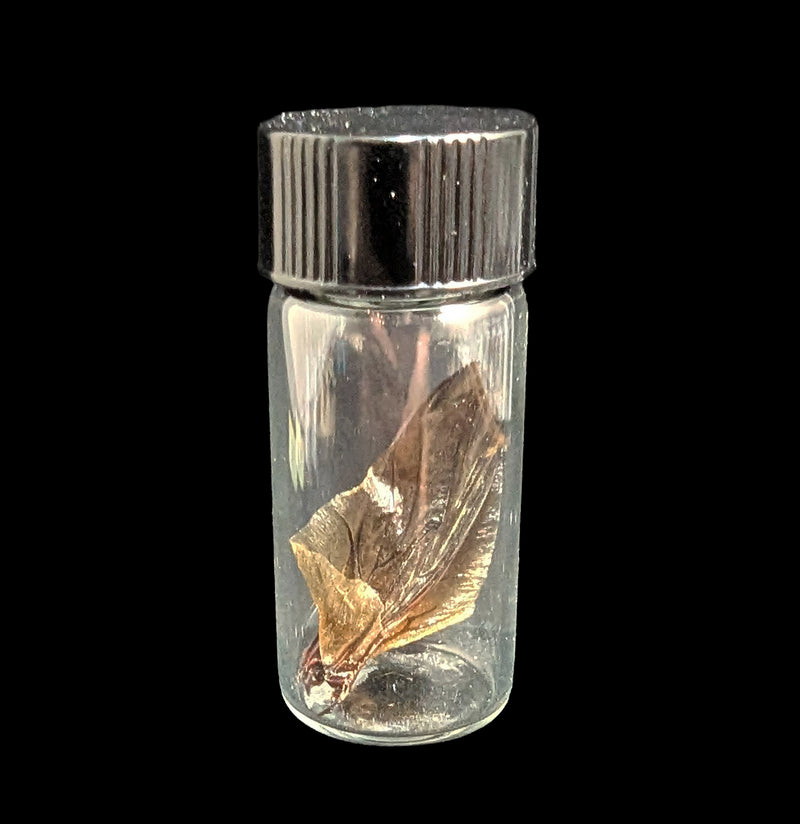 Beetle Wings in Vial-Insects-Siam Butterfly Farm-PaxtonGate
