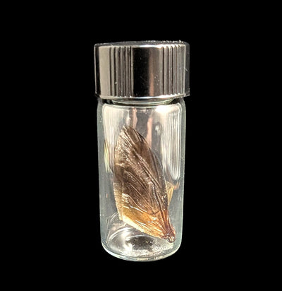 Beetle Wings in Vial-Insects-Siam Butterfly Farm-PaxtonGate