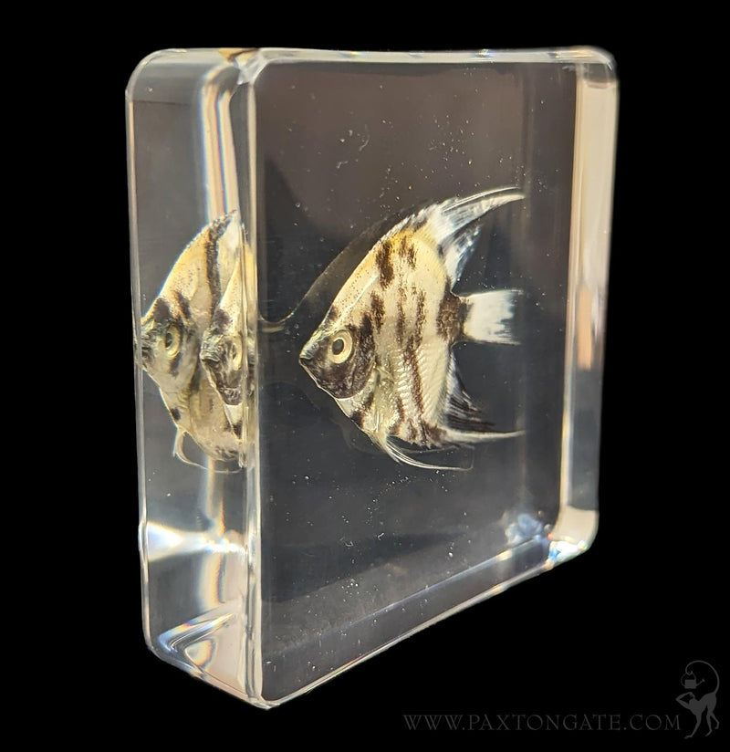 Angelfish in Resin-Sea Life-Insects in Resin-PaxtonGate