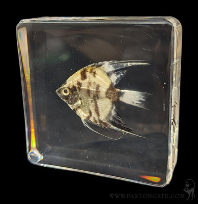 Angelfish in Resin-Sea Life-Insects in Resin-PaxtonGate