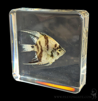Angelfish in Resin-Sea Life-Insects in Resin-PaxtonGate