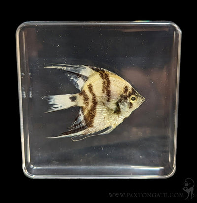 Angelfish in Resin-Sea Life-Insects in Resin-PaxtonGate