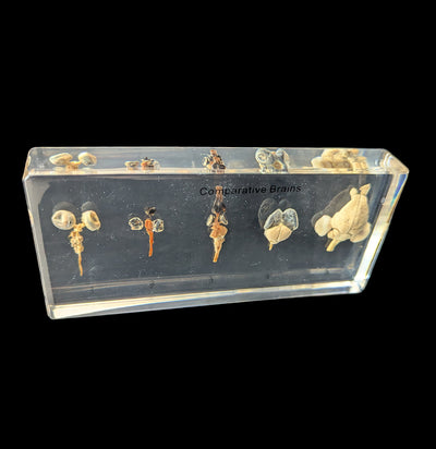 Comparative Brains-Taxidermy-Real Insect Company-PaxtonGate