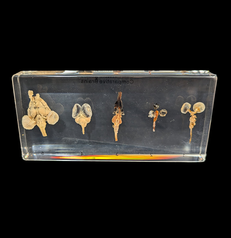 Comparative Brains-Taxidermy-Real Insect Company-PaxtonGate