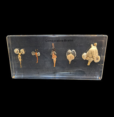 Comparative Brains-Taxidermy-Real Insect Company-PaxtonGate