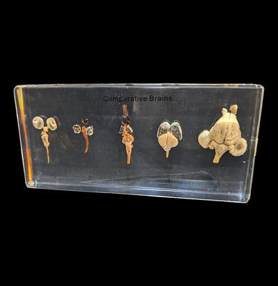 Comparative Brains-Taxidermy-Real Insect Company-PaxtonGate