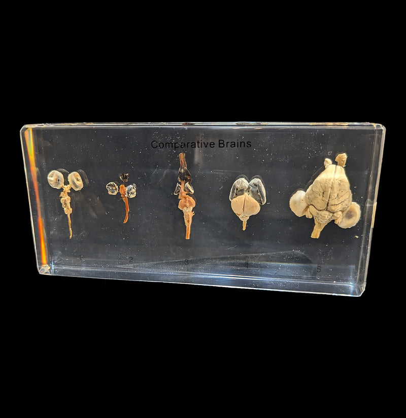 Comparative Brains-Taxidermy-Real Insect Company-PaxtonGate