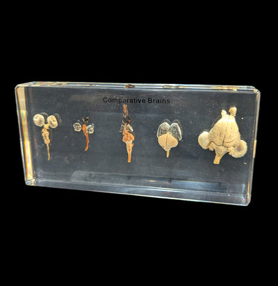 Comparative Brains-Taxidermy-Real Insect Company-PaxtonGate