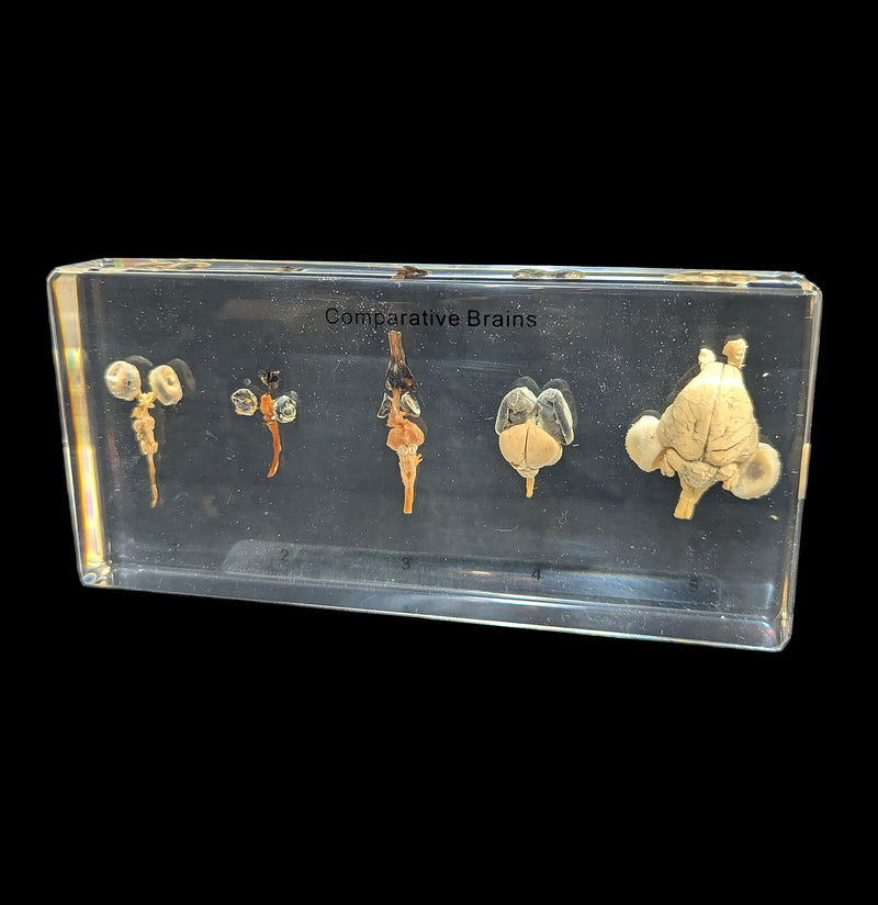 Comparative Brains-Taxidermy-Real Insect Company-PaxtonGate