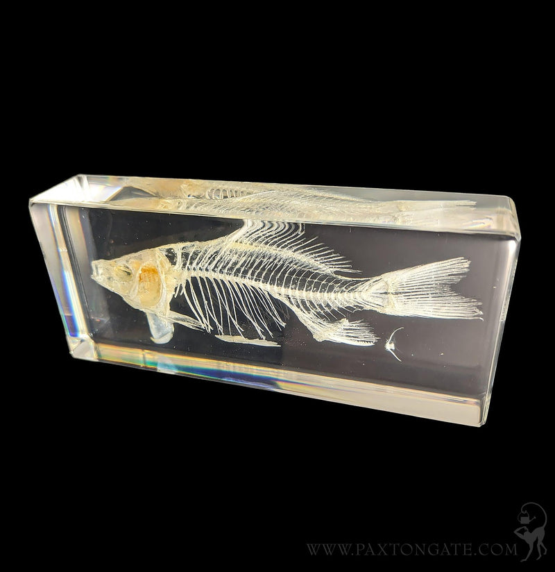 Fish Skeleton in Resin-Skulls & Bones-Insects in Resin-PaxtonGate