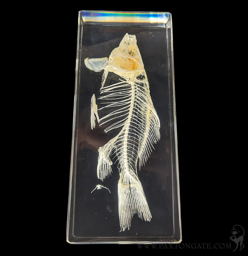 Fish Skeleton in Resin-Skulls & Bones-Insects in Resin-PaxtonGate
