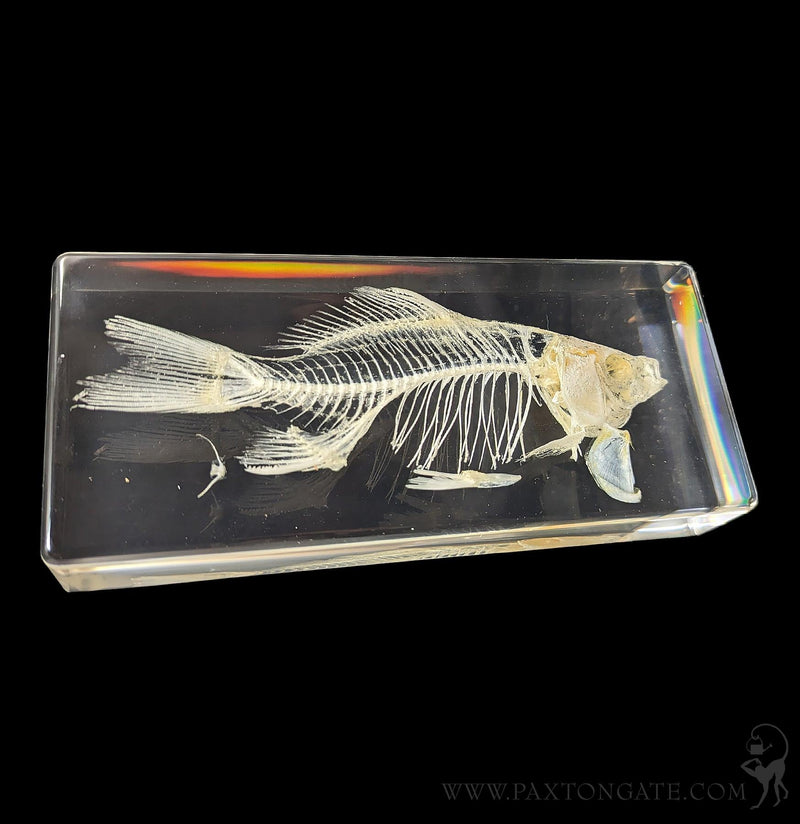 Fish Skeleton in Resin-Skulls & Bones-Insects in Resin-PaxtonGate