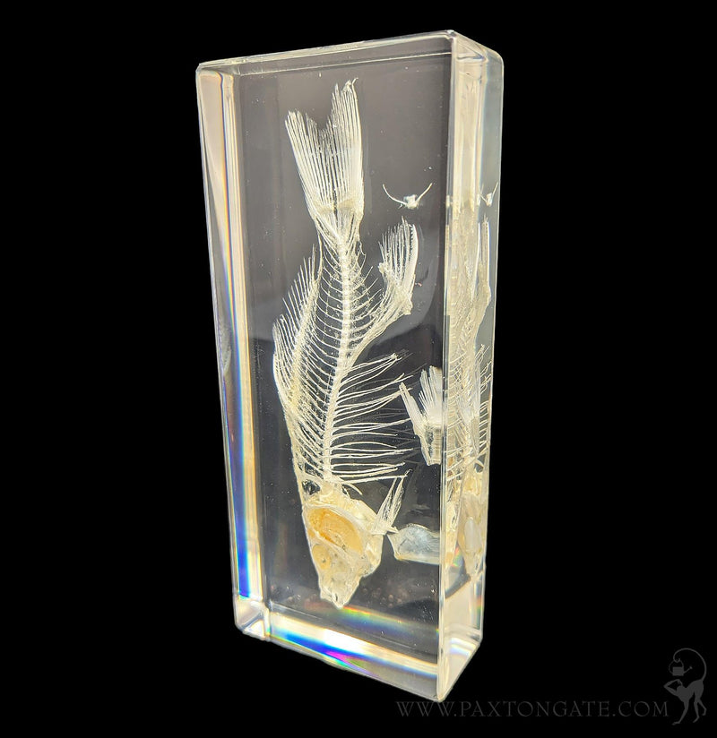 Fish Skeleton in Resin-Skulls & Bones-Insects in Resin-PaxtonGate