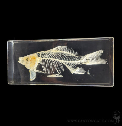 Fish Skeleton in Resin-Skulls & Bones-Insects in Resin-PaxtonGate