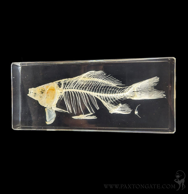 Fish Skeleton in Resin-Skulls & Bones-Insects in Resin-PaxtonGate