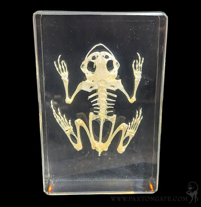 Bullfrog Skeleton in Resin-Skulls & Bones-Insects in Resin-PaxtonGate