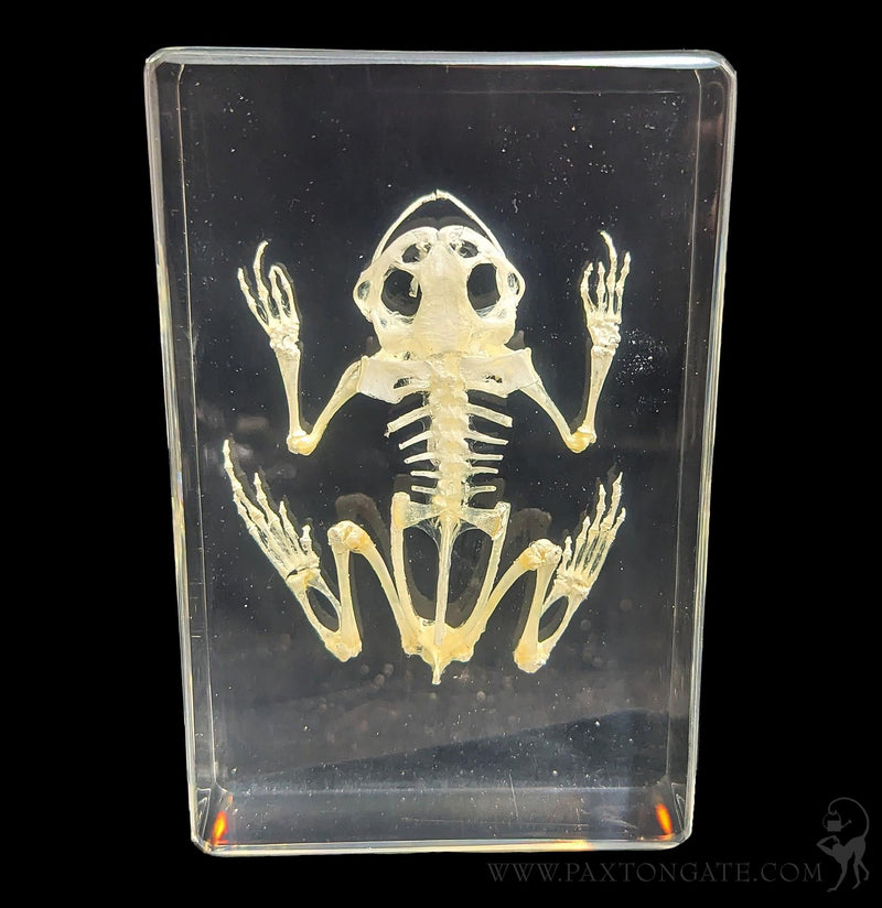 Bullfrog Skeleton in Resin-Skulls & Bones-Insects in Resin-PaxtonGate