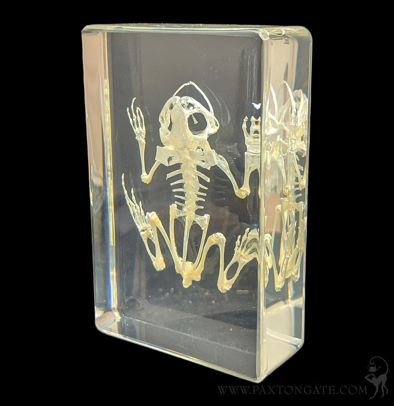 Bullfrog Skeleton in Resin-Skulls & Bones-Insects in Resin-PaxtonGate