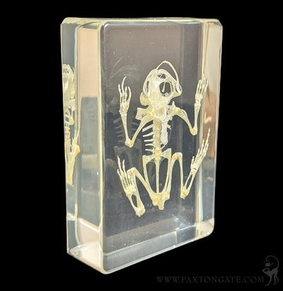 Bullfrog Skeleton in Resin-Skulls & Bones-Insects in Resin-PaxtonGate