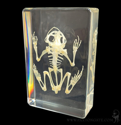 Bullfrog Skeleton in Resin-Skulls & Bones-Insects in Resin-PaxtonGate
