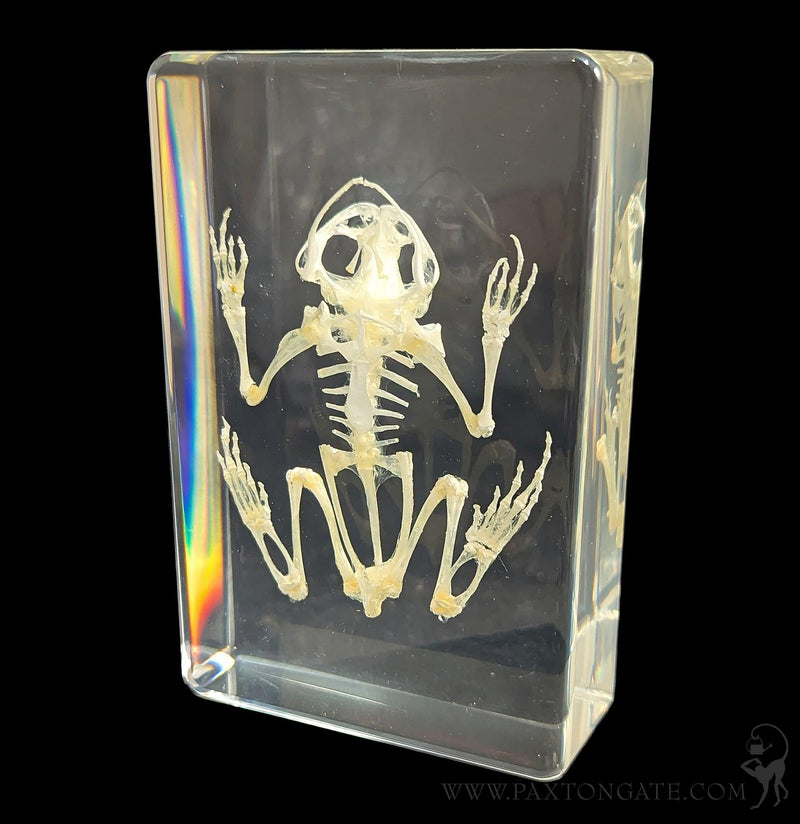 Bullfrog Skeleton in Resin-Skulls & Bones-Insects in Resin-PaxtonGate