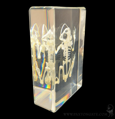 Bullfrog Skeleton in Resin-Skulls & Bones-Insects in Resin-PaxtonGate
