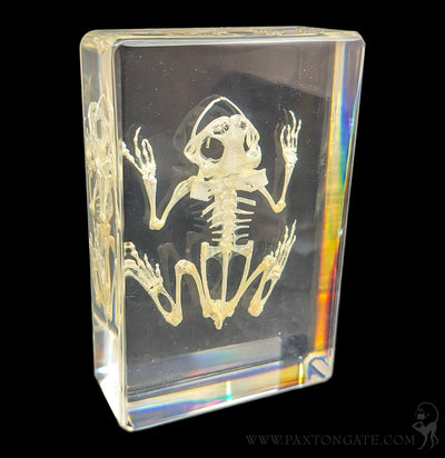 Bullfrog Skeleton in Resin-Skulls & Bones-Insects in Resin-PaxtonGate